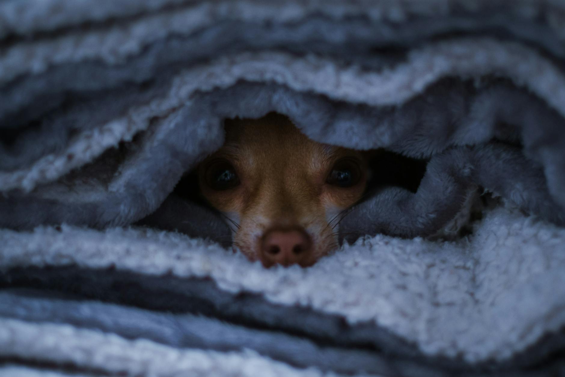 Dog hiding under blanket - anxiety behaviour