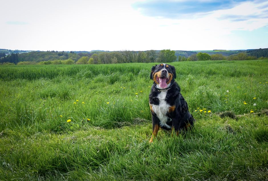 Bernese Mountain Dog sitting in a meadow
