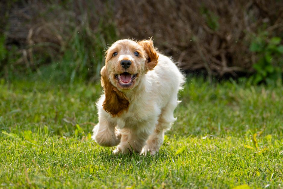 Best Calming Supplement for Cocker Spaniels (UK)