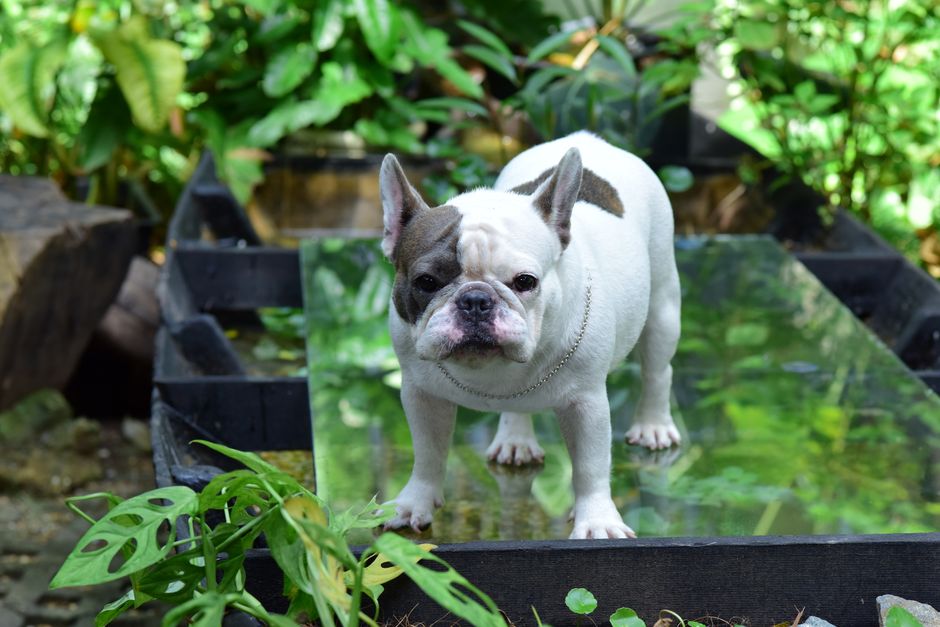 Best Supplements for French Bulldogs UK 2026