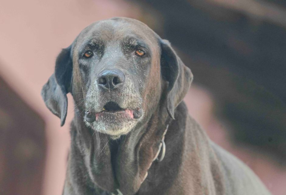 Best Joint Supplement for Senior Labradors (UK)