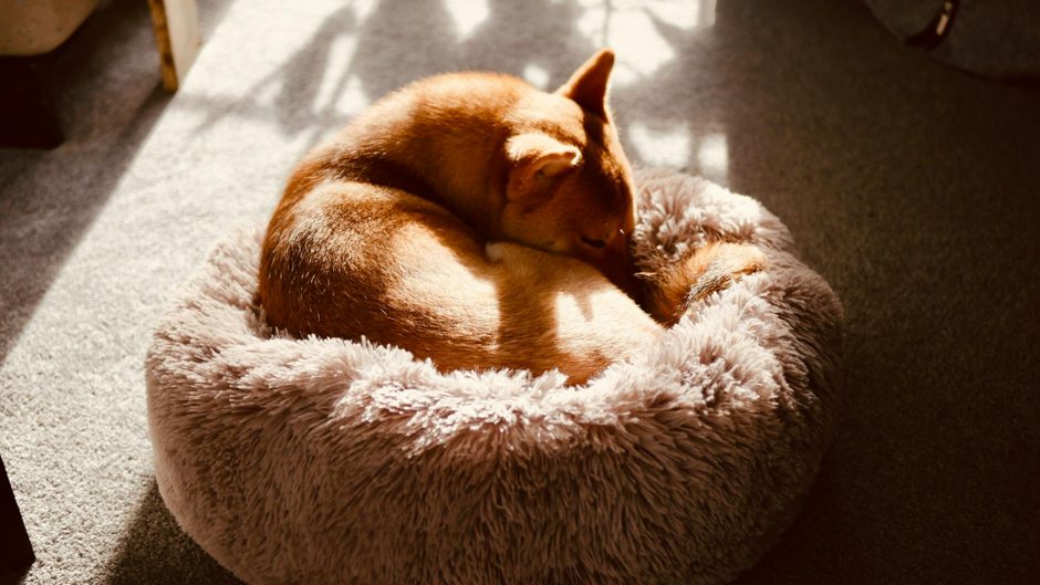 Best Calming Supplements for Dogs UK 2026