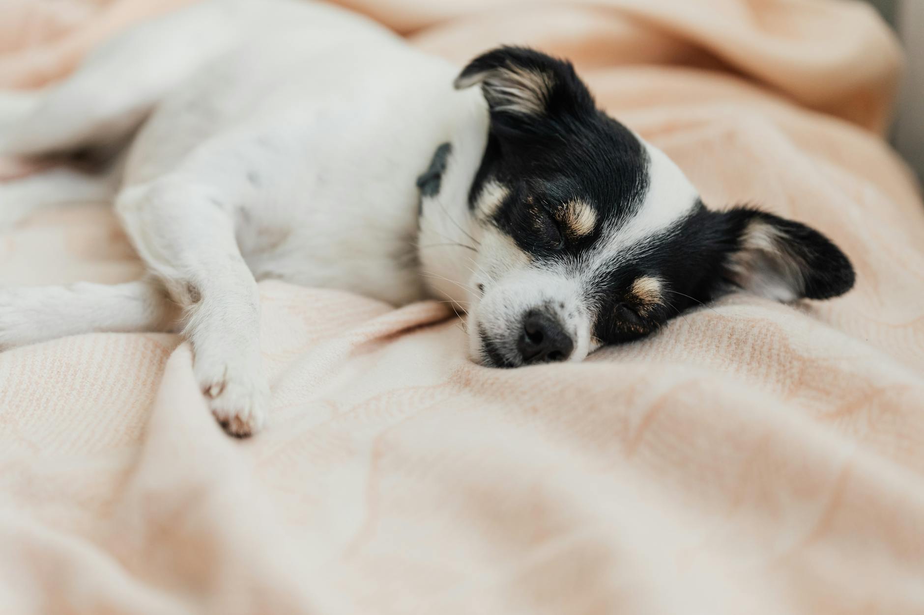 Peaceful dog - calming supplement effect
