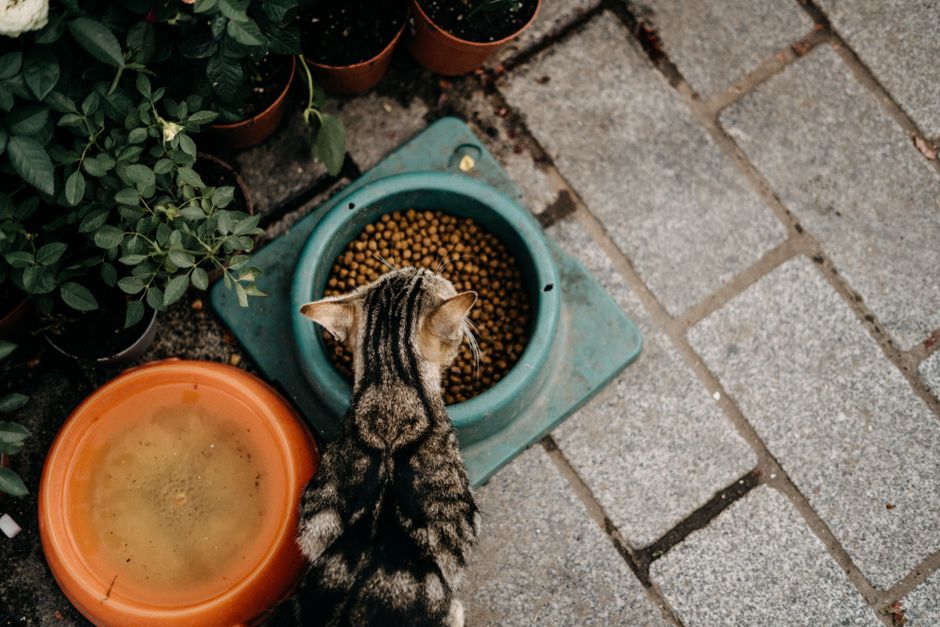 Cat eating from a bowl, seen from above