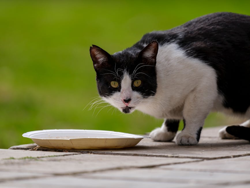 cat digestive supplement
