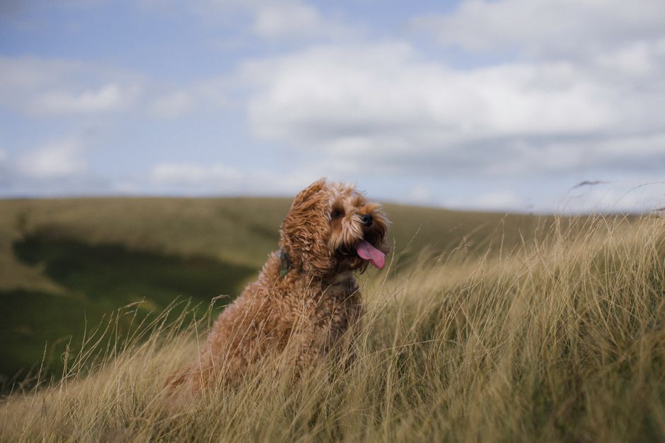 Cockapoo sitting in long dune grass