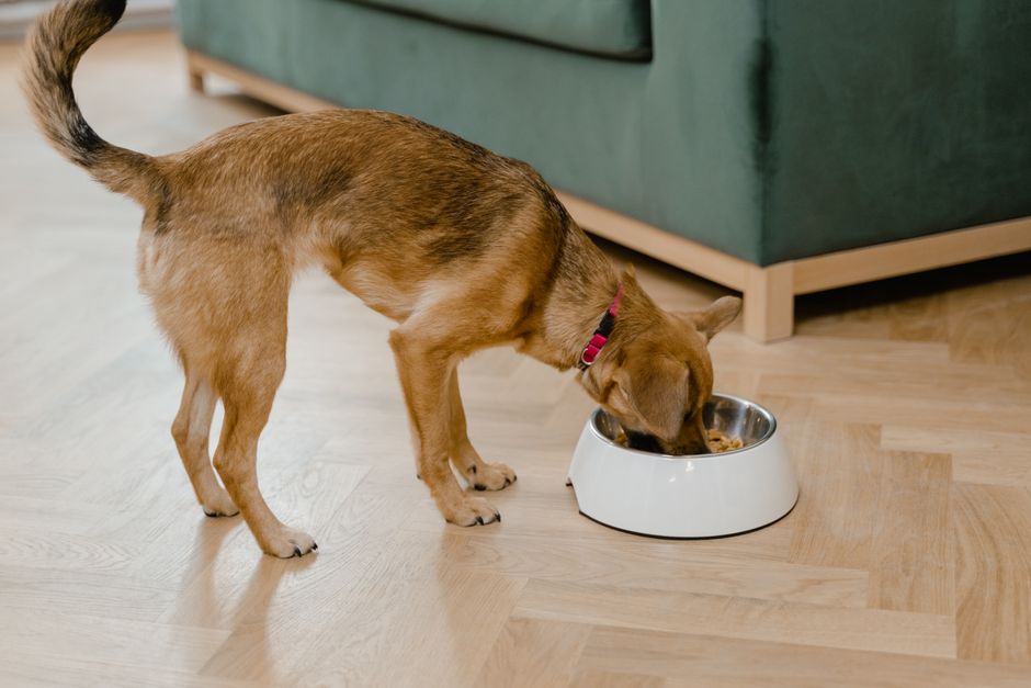 Dog eating from a white bowl on a wooden floor