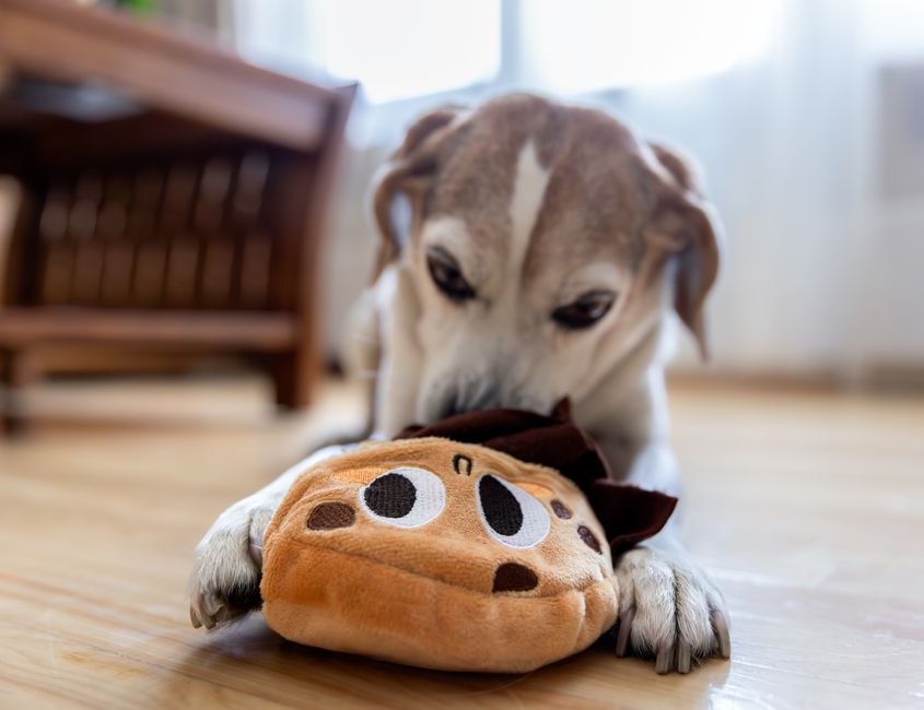 Beagle playing indoors with a plush toy, the easy movement owners hope a joint supplement will help maintain