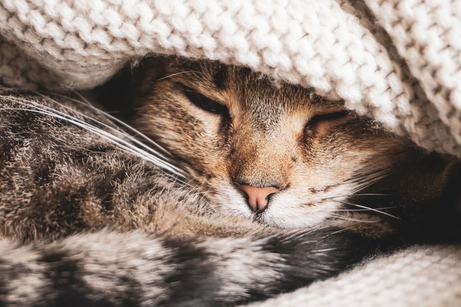 Senior tabby cat sleeping under a knitted blanket