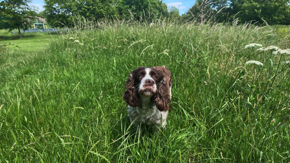 Springer Spaniel moving through a green meadow