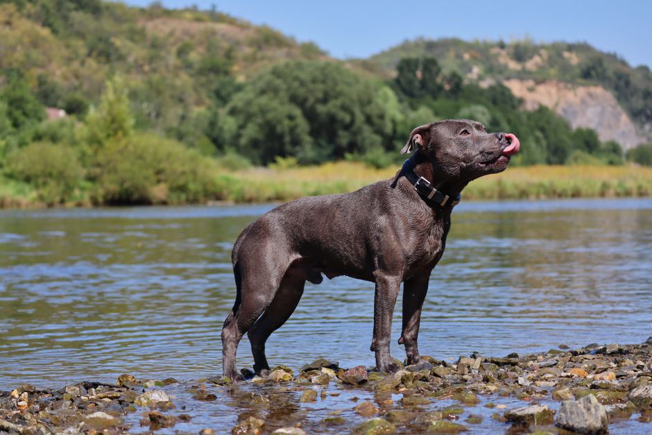 Muscular Staffordshire Bull Terrier standing at a river's edge